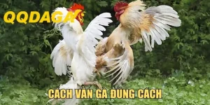 Cách Vần Gà Đúng Cách - Cách Huấn Luyện Khoa Học, Hiệu Quả