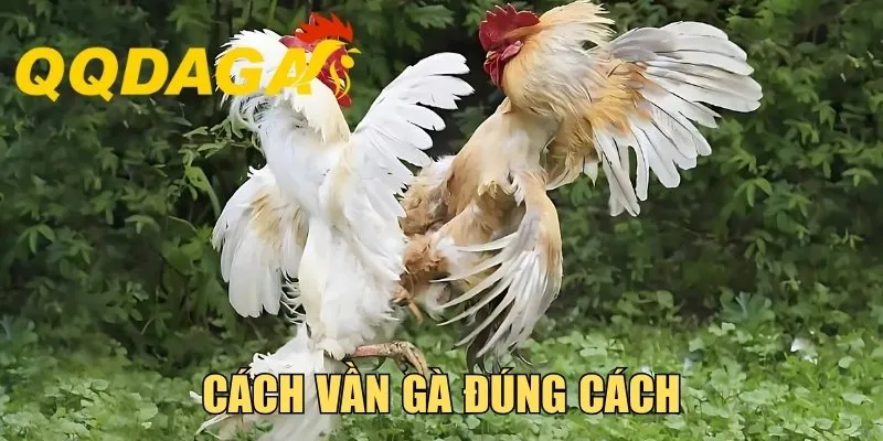 Cách Vần Gà Đúng Cách - Cách Huấn Luyện Khoa Học, Hiệu Quả
