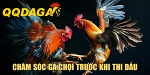 Chăm Sóc Gà Chọi Trước Khi Thi Đấu Cực Hay Từ Chuyên Gia