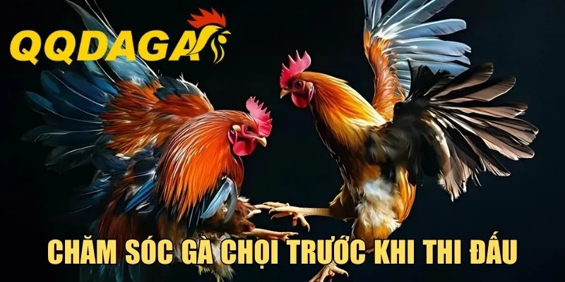 Chăm Sóc Gà Chọi Trước Khi Thi Đấu Cực Hay Từ Chuyên Gia