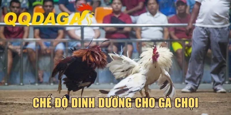 Chế Độ Dinh Dưỡng Cho Gà Chọi - Bí Kíp Nuôi Kê Thắng Lớn