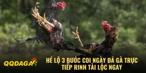 Hé Lộ 3 Bước Coi Ngày Đá Gà Trực Tiếp Rinh Tài Lộc Ngay