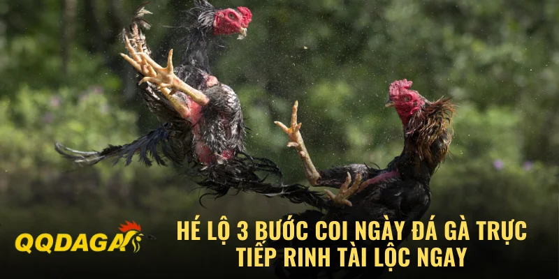 Hé Lộ 3 Bước Coi Ngày Đá Gà Trực Tiếp Rinh Tài Lộc Ngay