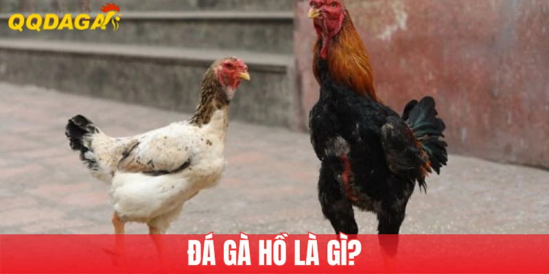 Đá Gà Hồ Là Gì? Tìm Hiểu Luật Chơi Và Các Giống Nổi Bật