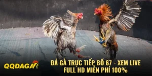 Đá Gà Trực Tiếp Bồ 67 - Xem Live Full HD Miễn Phí 100%