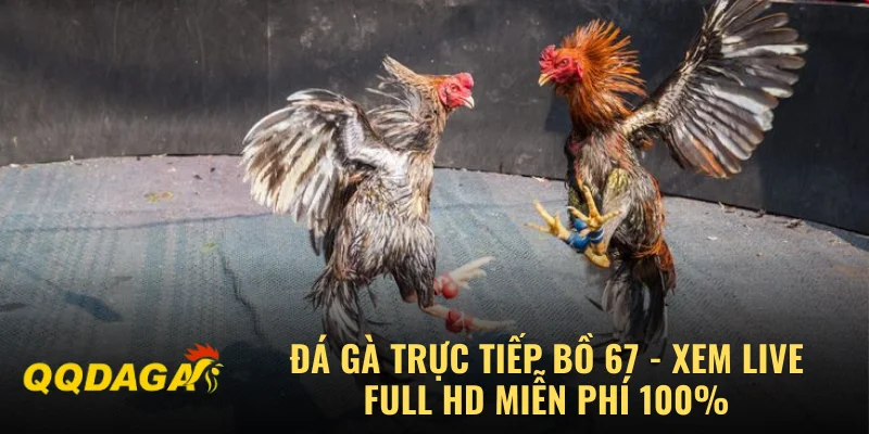 Đá Gà Trực Tiếp Bồ 67 - Xem Live Full HD Miễn Phí 100%