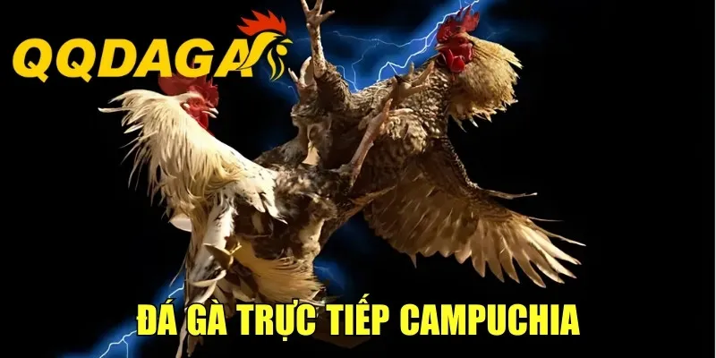 Đá Gà Trực Tiếp Campuchia - Trải Nghiệm Kịch Tính, Gay Cấn