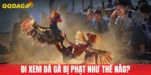 Đi Xem Đá Gà Bị Phạt Như Thế Nào? Tìm Hiểu Để Tránh Rủi Ro