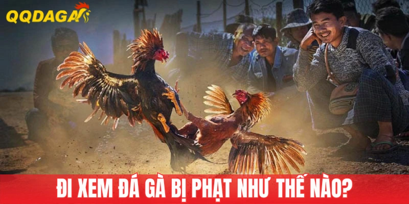 Đi Xem Đá Gà Bị Phạt Như Thế Nào? Tìm Hiểu Để Tránh Rủi Ro