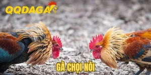 Gà Chọi Nòi - Bí Quyết Xem Tướng Và Nhận Biết Thần Kê