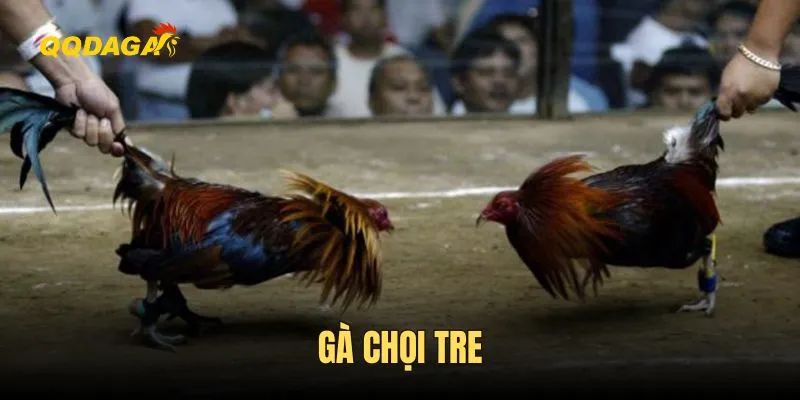 Gà Chọi Tre - Giới Thiệu Đặc Điểm Và Cách Chọn Giống Lý Tưởng