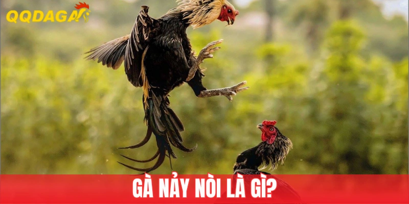 Gà Nảy Nòi Là Gì? Cơ Hội Để Sở Hữu Thần Kê Bất Bại