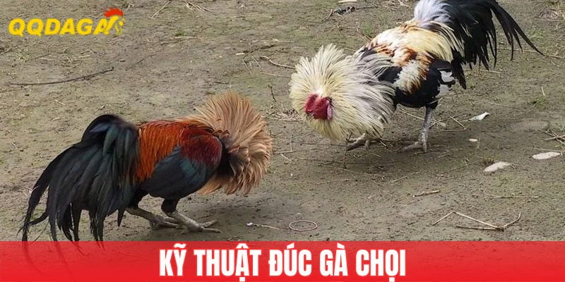 Kỹ Thuật Đúc Gà Chọi - Bí Quyết Tạo Nên Chiến Kê Bất Bại