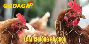 Làm Chuồng Gà Chọi: Hướng Dẫn Kỹ Thuật Chi Tiết A-Z