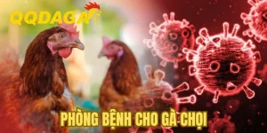 Phòng Bệnh Cho Gà Chọi: Toàn Tập Bí Quyết Từ Chuyên Gia