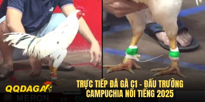 Trực Tiếp Đá Gà C1 - Đấu Trường Campuchia Nổi Tiếng 2025