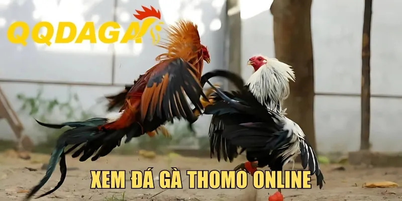 Xem Đá Gà Thomo Online Từ Sàn Đấu Gay Cấn, Hồi Hộp