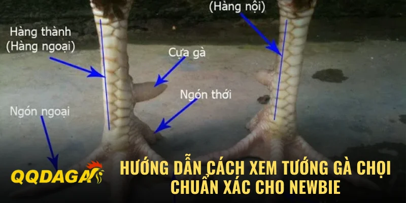 Hướng Dẫn Cách Xem Tướng Gà Chọi Chuẩn Xác Cho Newbie
